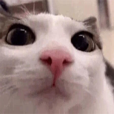 image of a cat close to the camera, nose centered at the middle